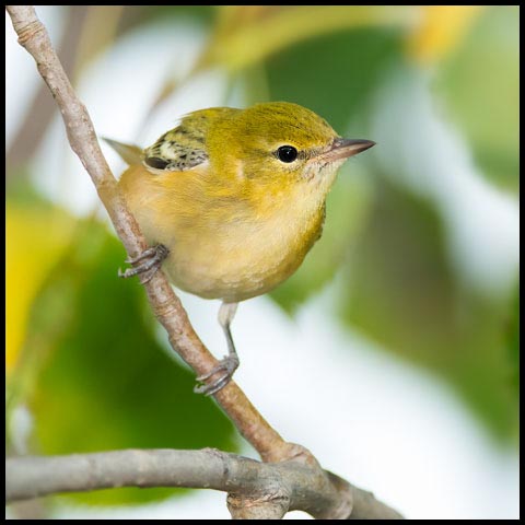Bay-breasted Warbler