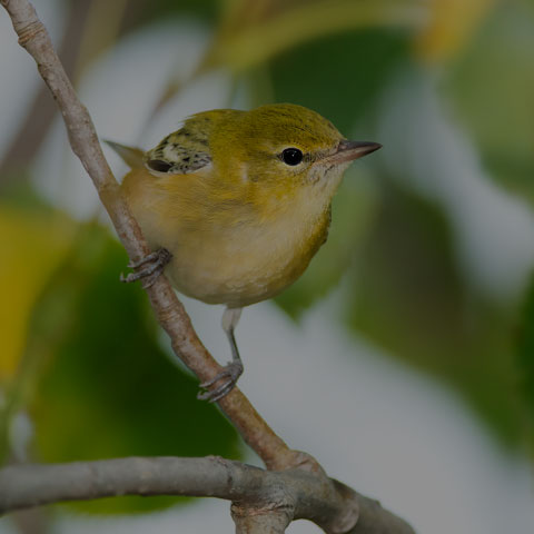 Bay-breasted Warbler
