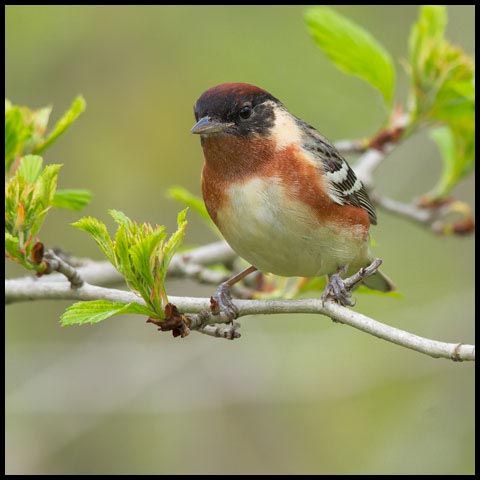 Bay-breasted Warbler
