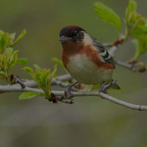 Bay-breasted Warbler