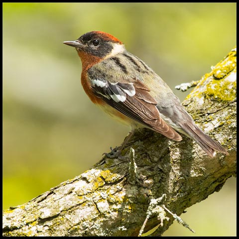 Bay-breasted Warbler
