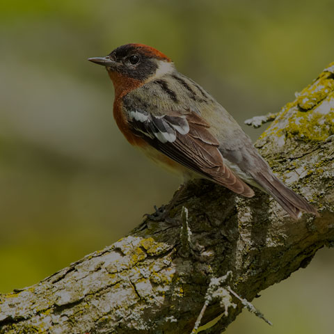 Bay-breasted Warbler