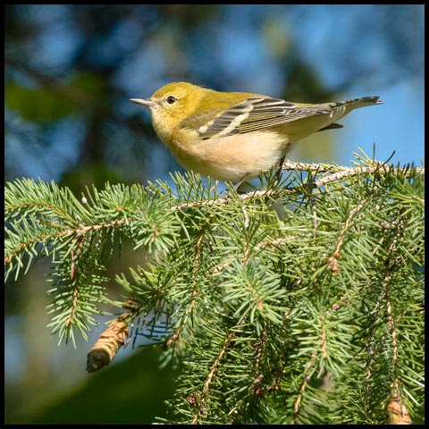 Bay-breasted Warbler