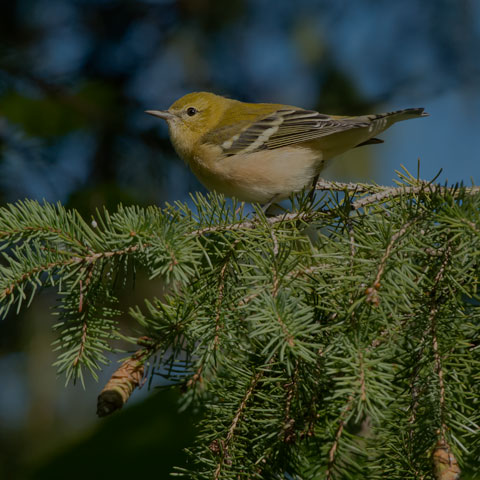 Bay-breasted Warbler