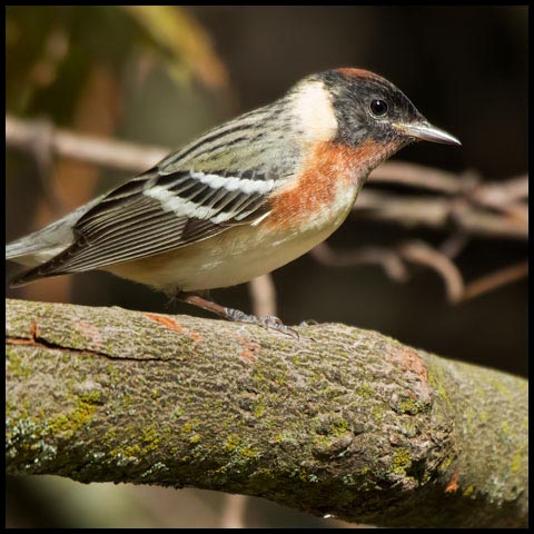 Bay-breasted Warbler