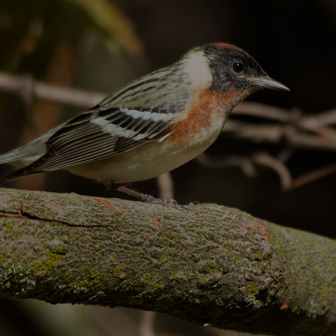 Bay-breasted Warbler
