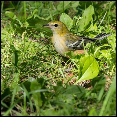 Bay-breasted Warbler