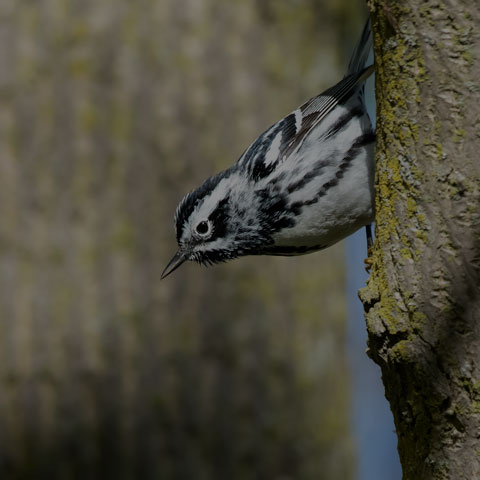 Black-and-white Warbler