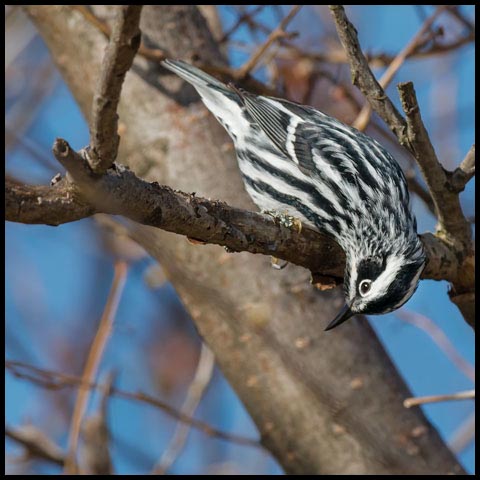 Black-and-white Warbler