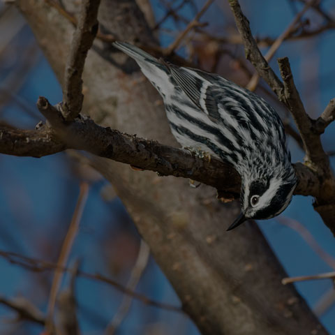 Black-and-white Warbler