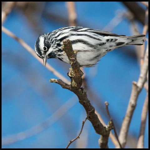 Black-and-white Warbler