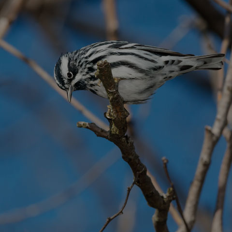 Black-and-white Warbler