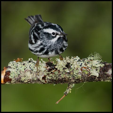 Black-and-white Warbler