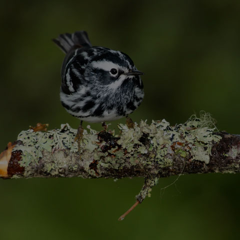 Black-and-white Warbler