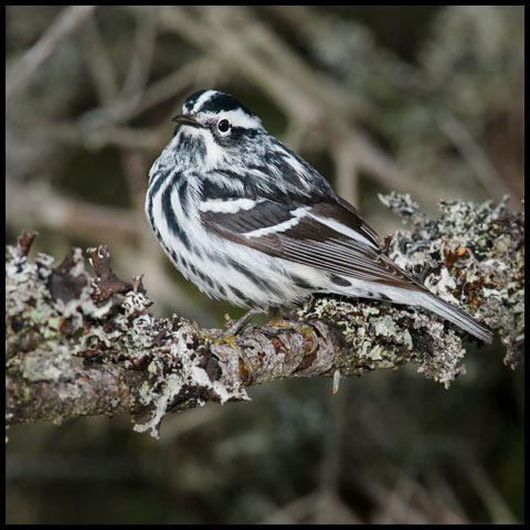 Black-and-white Warbler