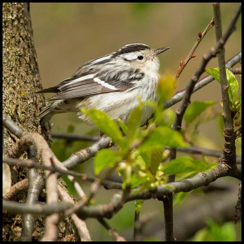 Black-and-white Warbler