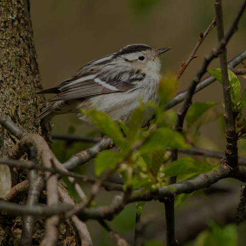 Black-and-white Warbler