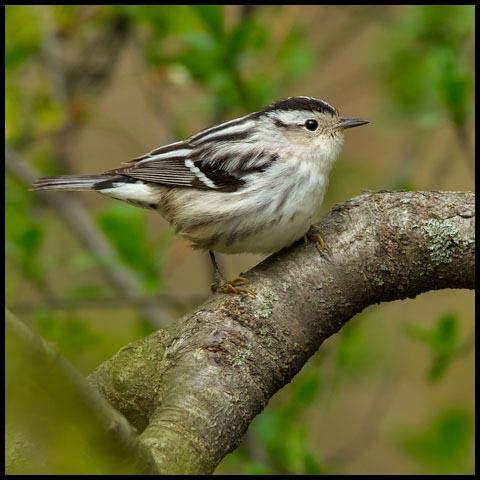 Black-and-white Warbler