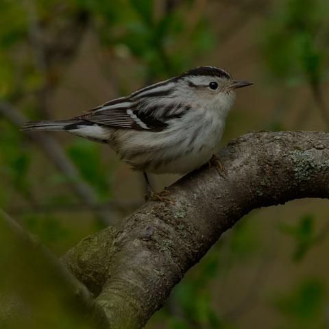 Black-and-white Warbler