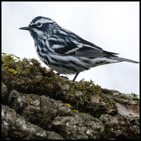 Black-and-white Warbler