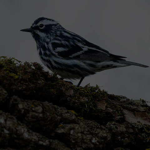 Black-and-white Warbler