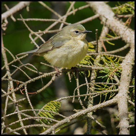 Black-throated Blue Warbler