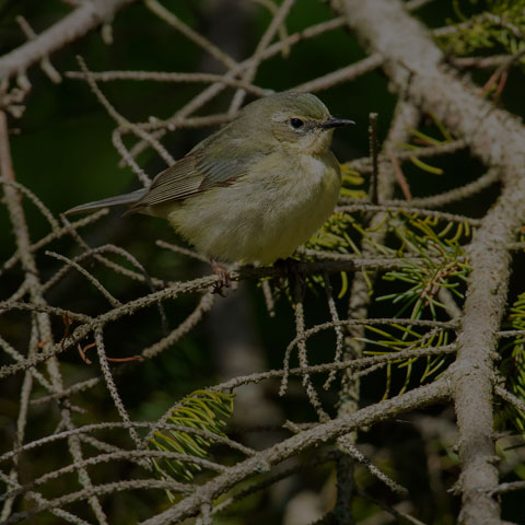 Black-throated Blue Warbler