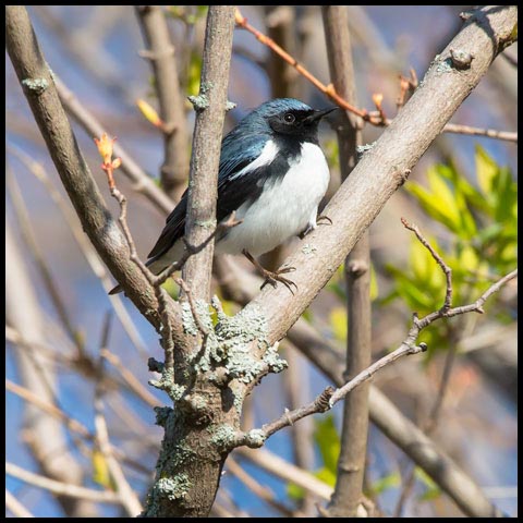 Black-throated Blue Warbler