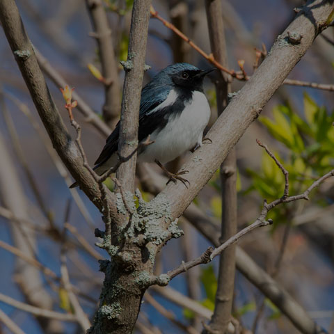 Black-throated Blue Warbler