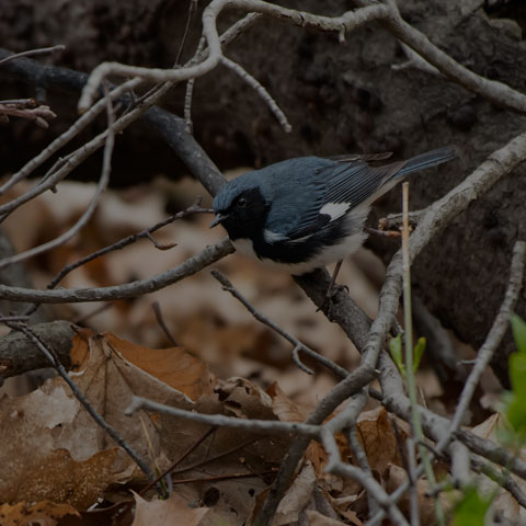 Black-throated Blue Warbler