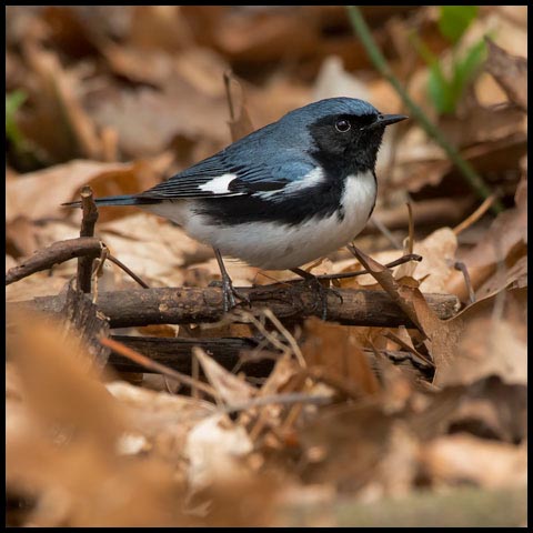 Black-throated Blue Warbler
