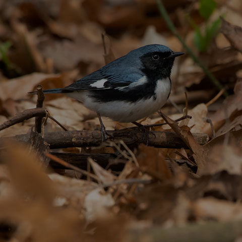 Black-throated Blue Warbler