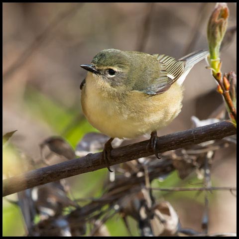 Black-throated Blue Warbler