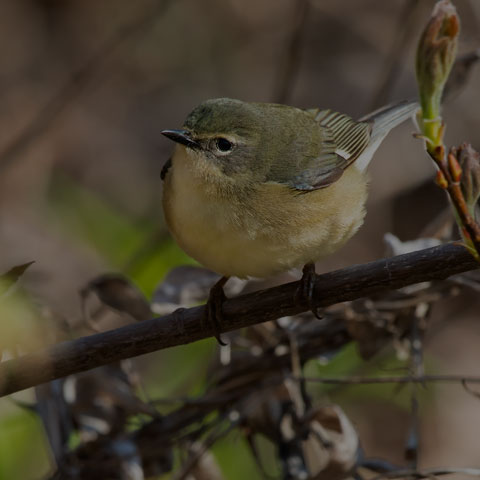 Black-throated Blue Warbler