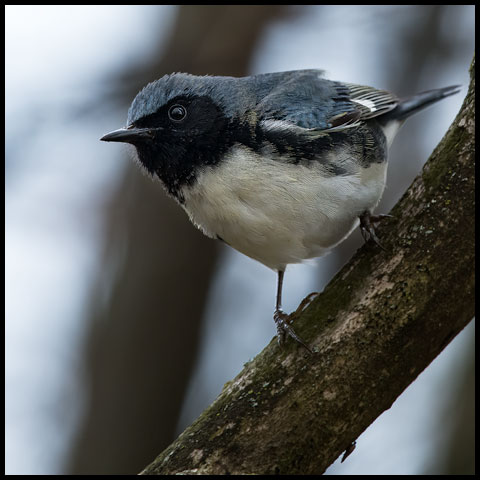 Black-throated Blue Warbler