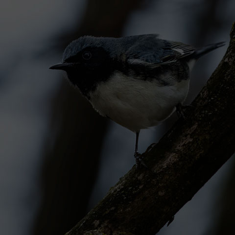 Black-throated Blue Warbler