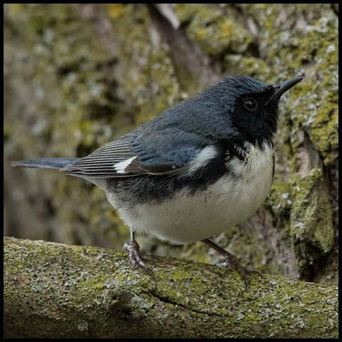 Black-throated Blue Warbler