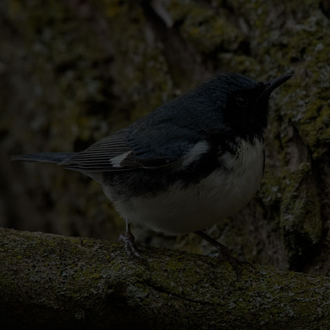 Black-throated Blue Warbler