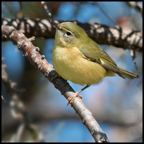 Black-throated Blue Warbler