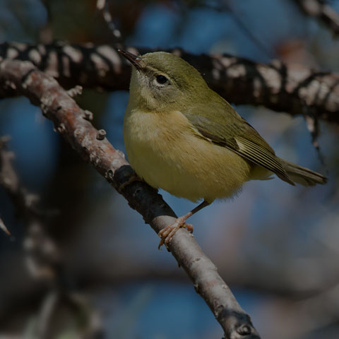 Black-throated Blue Warbler