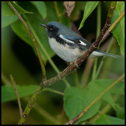 Black-throated Blue Warbler