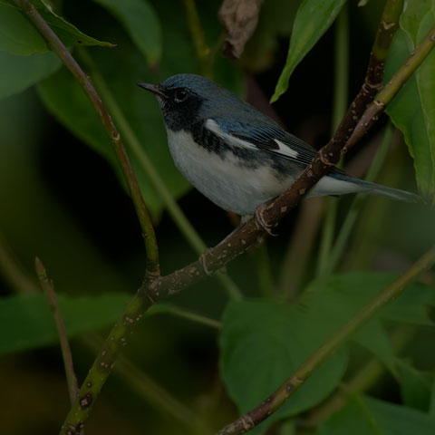 Black-throated Blue Warbler
