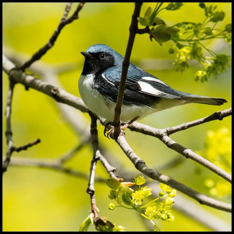 Black-throated Blue Warbler