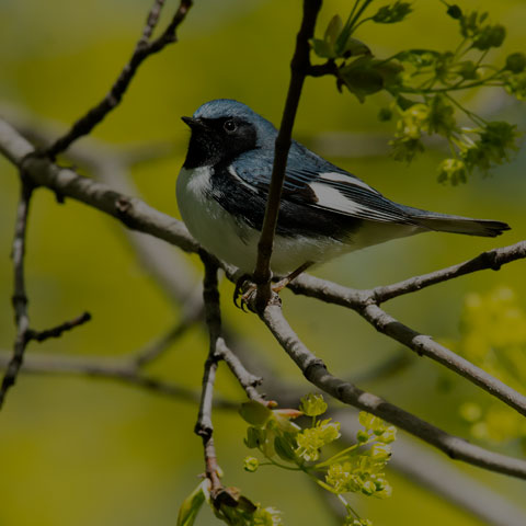 Black-throated Blue Warbler
