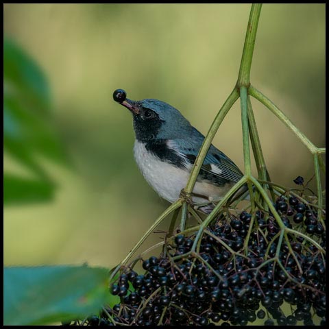 Black-throated Blue Warbler