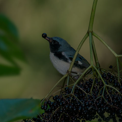 Black-throated Blue Warbler