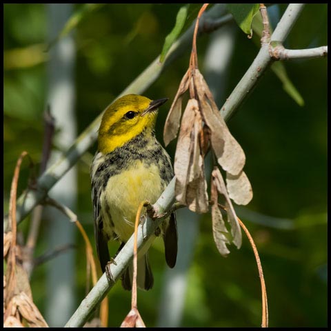 Black-throated Green Warbler