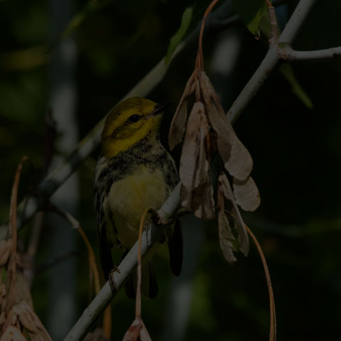 Black-throated Green Warbler