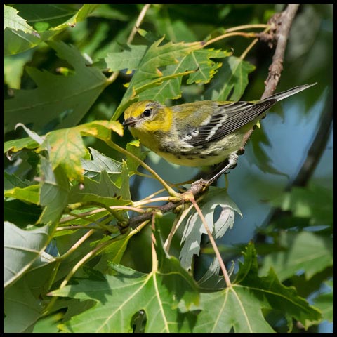 Black-throated Green Warbler