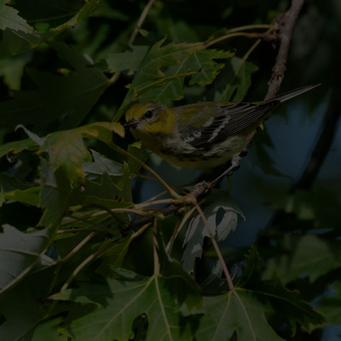 Black-throated Green Warbler